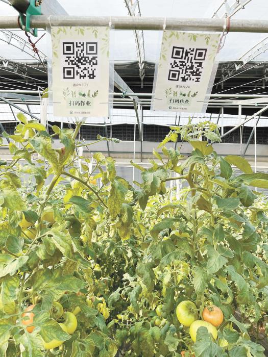 智慧大棚工人通過掃描二維碼，便可查詢當前的作業情況?！吨袊侣劇穲?魏寒冰 攝