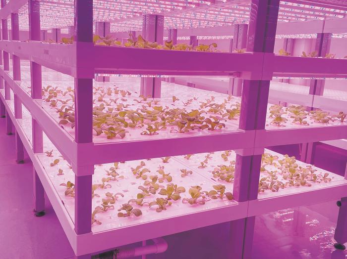 在物美植物工廠里，通過LED燈的照射，蔬菜散發勃勃生機。受訪者供圖
